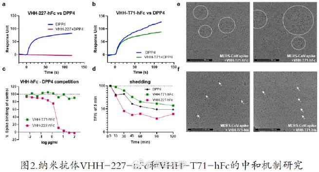 中东呼吸综合征冠状病毒（中东呼吸综合征冠状病毒MERSCoV）