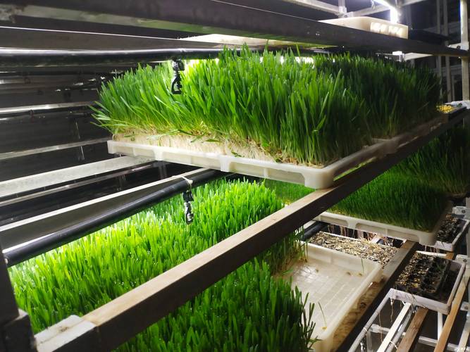 水培大棚种植技术(大棚水培蔬菜有哪些)