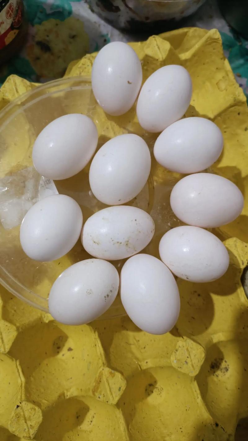 鸽子蛋的做法(鸽子蛋咋做好吃)
